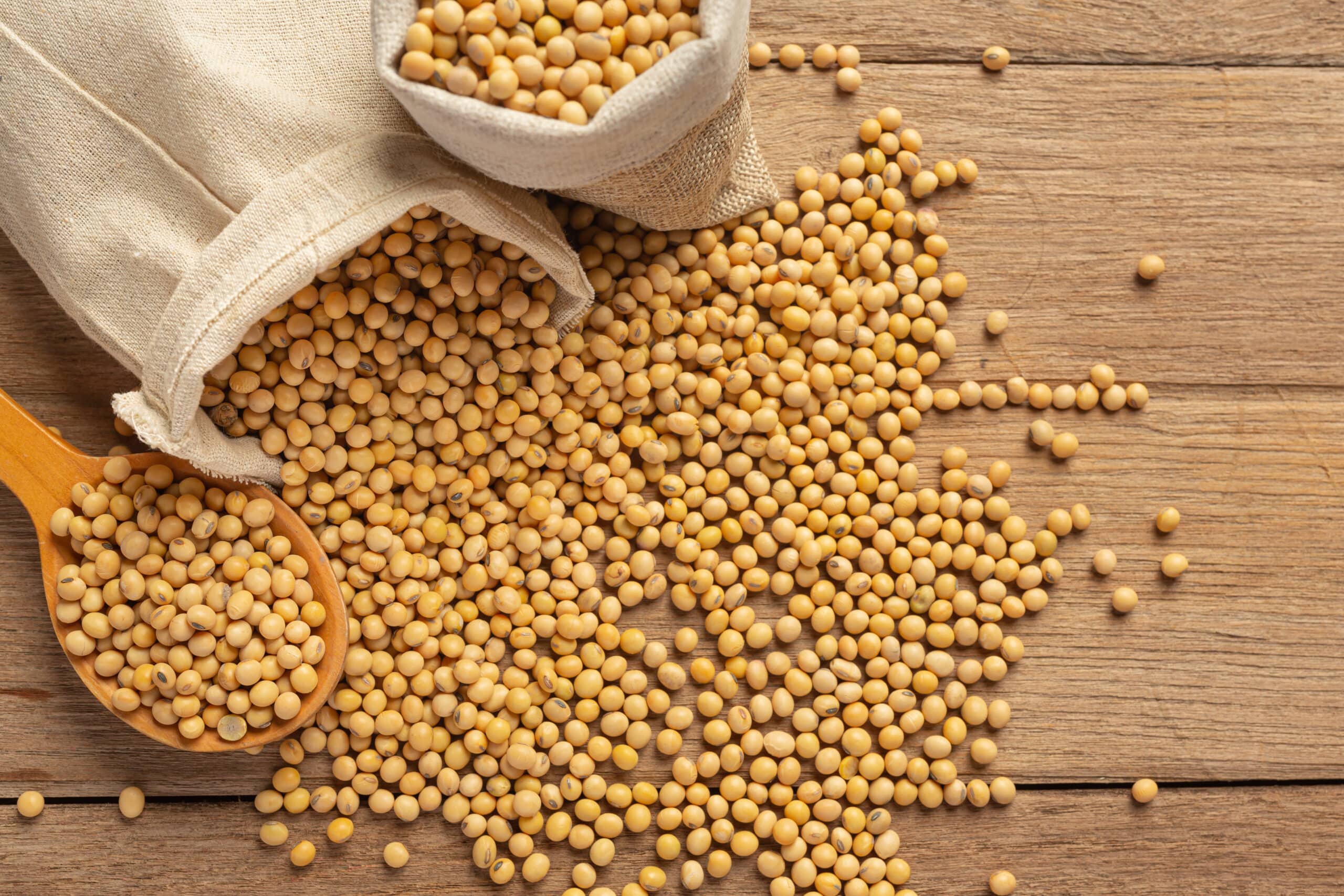 Argentina's Soybean Meal Market Leadership Amid Global Challenges